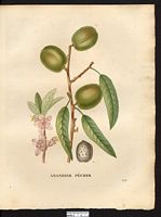 Amygdalus persica. Cliquer pour agrandir l'image. Amygdalus persica. Cliquer pour agrandir l'image.