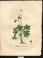Anemone alba. Cliquer pour agrandir l'image. Anemone alba. Cliquer pour agrandir l'image.