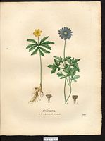 Anémone renoncule (Anemone ranunculoides), anémone fausse-renoncule (Anemonoides ranunculoides). Cliquer pour agrandir l'image. Anémone renoncule (Anemone ranunculoides), anémone fausse-renoncule (Anemonoides ranunculoides). Cliquer pour agrandir l'image.