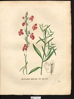 Antirrhinum majus. Cliquer pour agrandir l'image. Antirrhinum majus. Cliquer pour agrandir l'image.