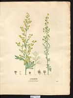 Artemisia absinthum. artemisia absinthium. Cliquer pour agrandir l'image. Artemisia absinthum. artemisia absinthium. Cliquer pour agrandir l'image.