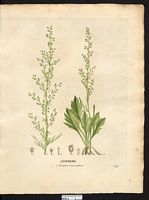 Artemisia leucanthemifolia. Cliquer pour agrandir l'image. Artemisia leucanthemifolia. Cliquer pour agrandir l'image.