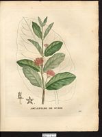 Asclepias syriaca. Cliquer pour agrandir l'image. Asclepias syriaca. Cliquer pour agrandir l'image.
