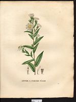 Aster confertus. aster puniceus. Cliquer pour agrandir l'image. Aster confertus. aster puniceus. Cliquer pour agrandir l'image.