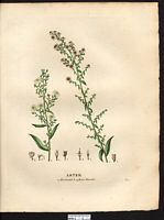 Aster à fleurs blanches (Aster leucanthemus), aster lancéolé, aster à feuilles lancéolées (Aster lanceolatus). Cliquer pour agrandir l'image. Aster à fleurs blanches (Aster leucanthemus), aster lancéolé, aster à feuilles lancéolées (Aster lanceolatus). Cliquer pour agrandir l'image.