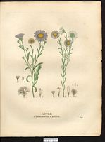Aster à feuilles de grémil (Aster lithospermifolius). Cliquer pour agrandir l'image. Aster à feuilles de grémil (Aster lithospermifolius). Cliquer pour agrandir l'image.