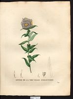 Aster novae angliae. Cliquer pour agrandir l'image. Aster novae angliae. Cliquer pour agrandir l'image.