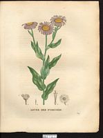 Aster pyrenaeus. Cliquer pour agrandir l'image. Aster pyrenaeus. Cliquer pour agrandir l'image.