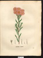 Aster roseus. Cliquer pour agrandir l'image. Aster roseus. Cliquer pour agrandir l'image.