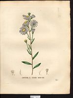 Aster rubricaulis. aster laevis. Cliquer pour agrandir l'image. Aster rubricaulis. aster laevis. Cliquer pour agrandir l'image.