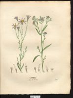 Aster maritime (Aster tripolium). Cliquer pour agrandir l'image. Aster maritime (Aster tripolium). Cliquer pour agrandir l'image.
