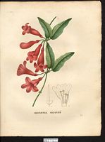 Bignonia capreolata. Cliquer pour agrandir l'image. Bignonia capreolata. Cliquer pour agrandir l'image.