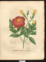 Bignonia grandiflora. Campsis grandiflora. Cliquer pour agrandir l'image. Bignonia grandiflora. Campsis grandiflora. Cliquer pour agrandir l'image.