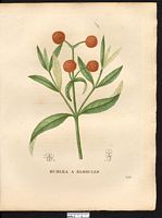 Budlea globosa (Budleia). Cliquer pour agrandir l'image.