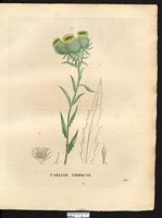 Carlina vulgaris. Carlina taurica. Cliquer pour agrandir l'image. Carlina vulgaris. Carlina taurica. Cliquer pour agrandir l'image.