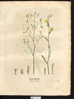 Chondrilla juncea. Cliquer pour agrandir l'image. Chondrilla juncea. Cliquer pour agrandir l'image.
