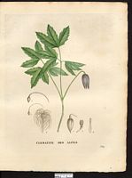 Clematis alpina. atragene alpina. Cliquer pour agrandir l'image. Clematis alpina. atragene alpina. Cliquer pour agrandir l'image.