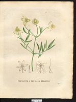 Clematis angustifolia. Clematis hexapetala. Cliquer pour agrandir l'image. Clematis angustifolia. Clematis hexapetala. Cliquer pour agrandir l'image.