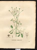 Clematis flammula. Cliquer pour agrandir l'image. Clematis flammula. Cliquer pour agrandir l'image.