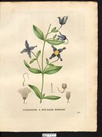Clematis integrifolia. Cliquer pour agrandir l'image. Clematis integrifolia. Cliquer pour agrandir l'image.