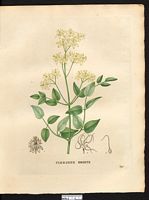 Clematis recta. Clematis lathyrifolia. Cliquer pour agrandir l'image. Clematis recta. Clematis lathyrifolia. Cliquer pour agrandir l'image.