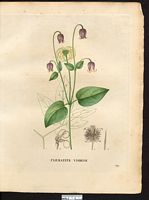 Clematis viorna. Cliquer pour agrandir l'image. Clematis viorna. Cliquer pour agrandir l'image.