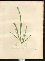 Corispermum hyssopifolium. Cliquer pour agrandir l'image. Corispermum hyssopifolium. Cliquer pour agrandir l'image.
