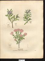Daphné camelée (Daphne cneorum), (Daphne julia). Cliquer pour agrandir l'image. Daphné camelée (Daphne cneorum), (Daphne julia). Cliquer pour agrandir l'image.