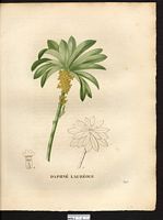Daphne laureola. Cliquer pour agrandir l'image. Daphne laureola. Cliquer pour agrandir l'image.