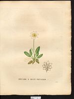Dryas octopetala. Cliquer pour agrandir l'image. Dryas octopetala. Cliquer pour agrandir l'image.