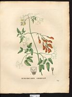 Ecremocarpus scaber. Eccremocarpus scaber. Cliquer pour agrandir l'image. Ecremocarpus scaber. Eccremocarpus scaber. Cliquer pour agrandir l'image.