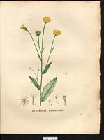 Hyoseris hedypnois. Hedypnois cretica. Cliquer pour agrandir l'image. Hyoseris hedypnois. Hedypnois cretica. Cliquer pour agrandir l'image.
