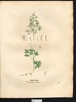 Isopyre pigamon (Isopyrum thalictroides), isopyre faux-pigamon (Isopyrum thalictroides). Cliquer pour agrandir l'image. Isopyre pigamon (Isopyrum thalictroides), isopyre faux-pigamon (Isopyrum thalictroides). Cliquer pour agrandir l'image.