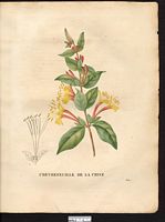 Lonicera flexuosa. Lonicera japonica. Cliquer pour agrandir l'image. Lonicera flexuosa. Lonicera japonica. Cliquer pour agrandir l'image.
