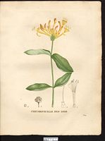 Lonicera periclymenum. Cliquer pour agrandir l'image. Lonicera periclymenum. Cliquer pour agrandir l'image.