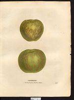 Malus sylvestris. Cliquer pour agrandir l'image. Malus sylvestris. Cliquer pour agrandir l'image.