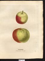 Malus sylvestris. Cliquer pour agrandir l'image. Malus sylvestris. Cliquer pour agrandir l'image.