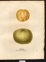 Malus sylvestris. Cliquer pour agrandir l'image. Malus sylvestris. Cliquer pour agrandir l'image.