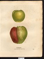 Malus sylvestris. Cliquer pour agrandir l'image. Malus sylvestris. Cliquer pour agrandir l'image.
