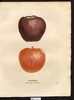 Malus sylvestris. Cliquer pour agrandir l'image. Malus sylvestris. Cliquer pour agrandir l'image.
