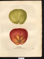Malus sylvestris. Cliquer pour agrandir l'image. Malus sylvestris. Cliquer pour agrandir l'image.