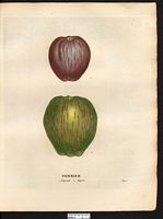 Malus sylvestris. Cliquer pour agrandir l'image. Malus sylvestris. Cliquer pour agrandir l'image.