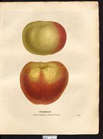 Malus sylvestris. Cliquer pour agrandir l'image. Malus sylvestris. Cliquer pour agrandir l'image.