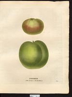 Malus sylvestris. Cliquer pour agrandir l'image. Malus sylvestris. Cliquer pour agrandir l'image.