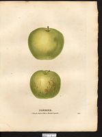 Malus sylvestris. Cliquer pour agrandir l'image. Malus sylvestris. Cliquer pour agrandir l'image.