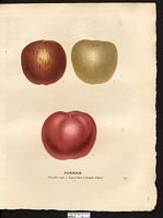 Malus sylvestris. Cliquer pour agrandir l'image. Malus sylvestris. Cliquer pour agrandir l'image.