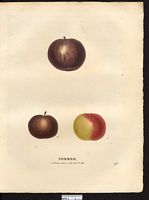 Malus sylvestris. Cliquer pour agrandir l'image. Malus sylvestris. Cliquer pour agrandir l'image.
