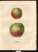 Malus sylvestris. Cliquer pour agrandir l'image. Malus sylvestris. Cliquer pour agrandir l'image.