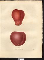 Malus sylvestris. Cliquer pour agrandir l'image. Malus sylvestris. Cliquer pour agrandir l'image.