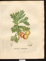 Mespilus azarolus. Cliquer pour agrandir l'image. Mespilus azarolus. Cliquer pour agrandir l'image.